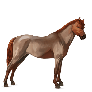 pony fjord brunblakk