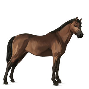 pony mezzosangue belga castano scuro