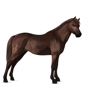 pony welsh baio scuro