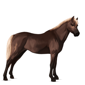 pony castano biondo platino