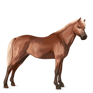 pony welsh castano biondo platino