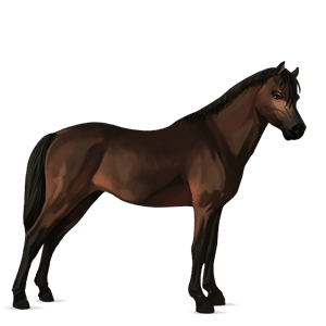 pony new forest baio scuro
