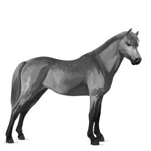 pony grigio pezzato