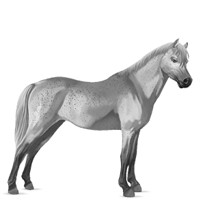 pony fjord brunblakk