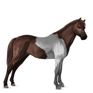 pony mezzosangue belga castano