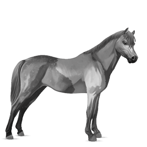 pony pony di terranova baio rossastro