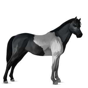 pony pony di terranova baio rossastro