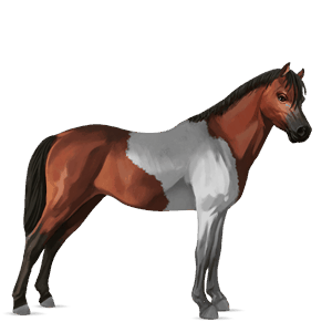 pony fjord brunblakk