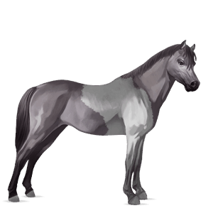 pony highland pony nero