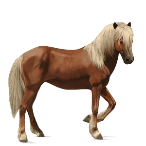 cavallo da corsa akhal-teke baio rossastro