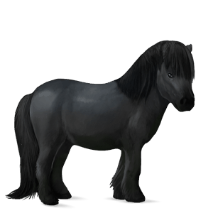 pony connemara castano biondo platino
