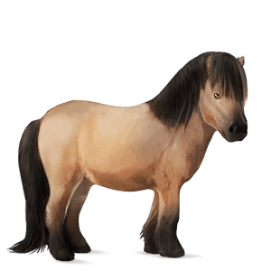 pony fjord gra