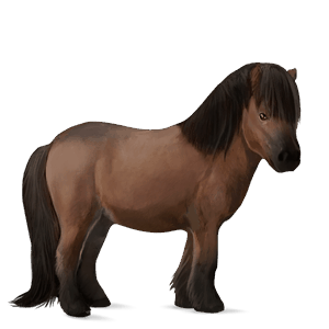 pony shetland baio