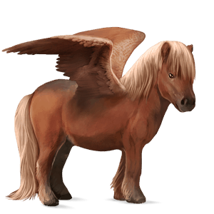 pegaso pony shetland baio scuro