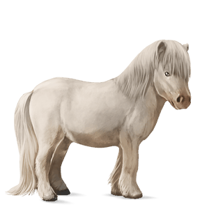 cavallo da tiro cavallo da parata baio