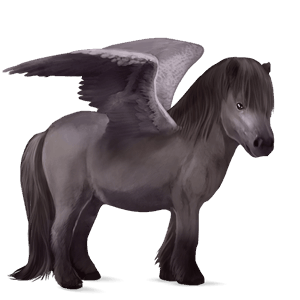 pegaso pony shetland nero