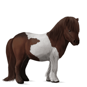 pony shetland tobiano castano scuro
