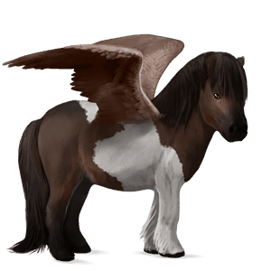 pegaso pony shetland baio
