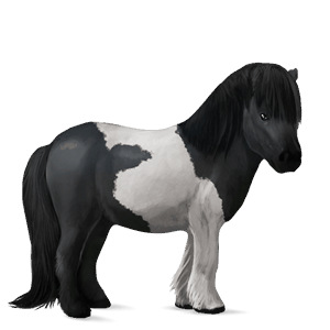 pony shetland tobiano pinto baio chiaro