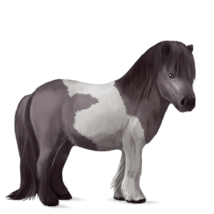 pony shetland grigio pezzato