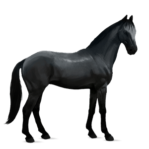 cavallo da corsa frisone nero