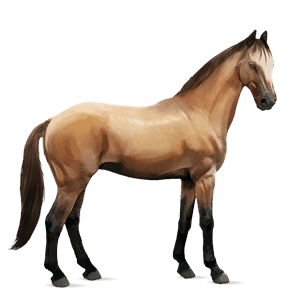 cavallo da corsa konik grullo
