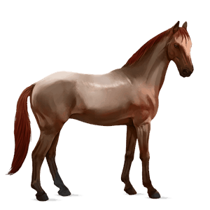 cavallo da corsa kwpn daino
