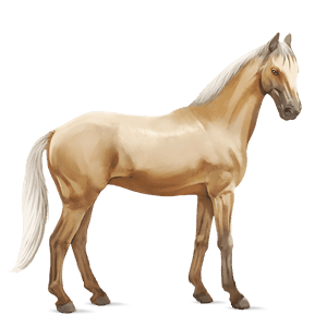 cavallo da corsa hanoverian grigio pezzato
