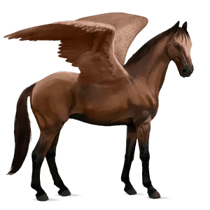 pegaso da corsa shagya arabo baio