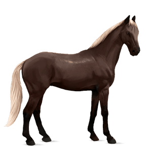 cavallo da corsa hanoverian castano biondo platino