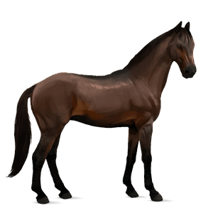 cavallo da corsa hanoverian baio scuro
