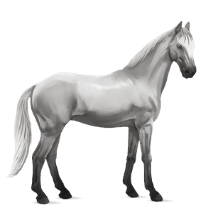 cavallo da corsa hanoverian roano rosso