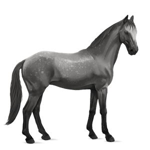 cavallo da corsa trakehner grigio pezzato
