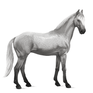 cavallo da corsa appaloosa manto nero