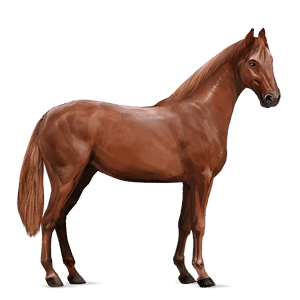 cavallo da corsa holstein castano