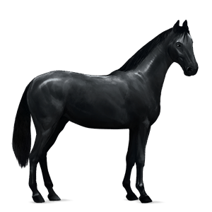cavallo da corsa lusitano grigio pezzato