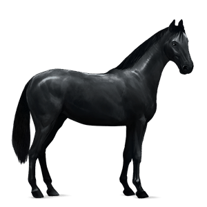cavallo da corsa baio scuro