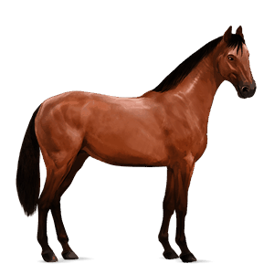 cavallo da corsa baio rossastro