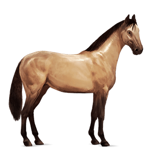 cavallo da corsa paint horse tobiano baio