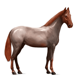 cavallo da corsa hanoverian baio rossastro