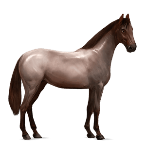 cavallo da corsa purosangue inglese grigio chiaro
