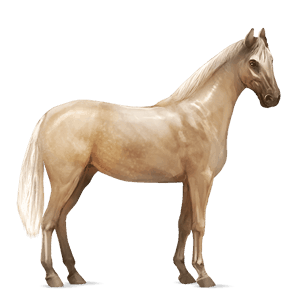 cavallo da corsa holstein baio