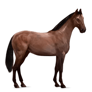 cavallo da corsa hanoverian baio rossastro