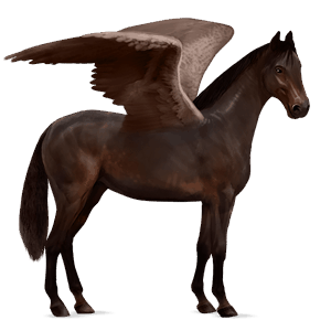 pegaso da corsa holstein baio scuro