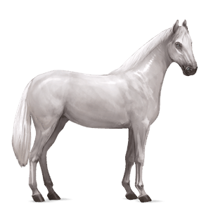 cavallo da corsa hanoverian grigio chiaro