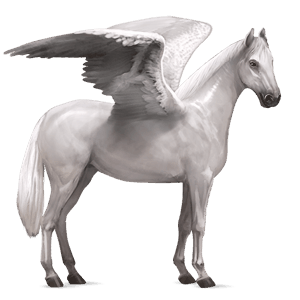 pegaso da corsa trakehner grigio chiaro