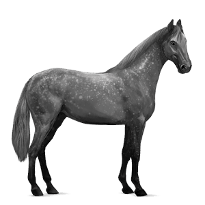 cavallo da corsa selle français grigio pezzato