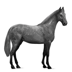 cavallo da corsa grigio pezzato