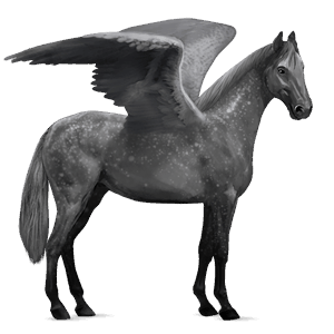 pegaso da corsa knabstrupper grigio pezzato