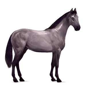 cavallo da corsa hanoverian grigio pezzato